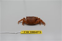 藏品(方形大額蟹)的圖片